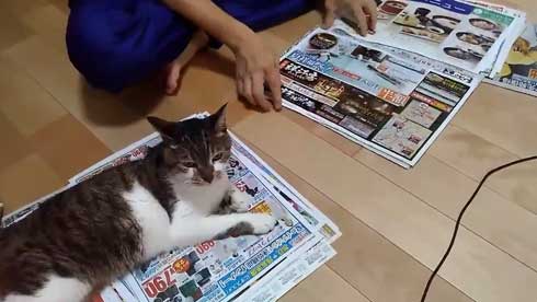 猫 かまってちゃん 新聞 邪魔 好き