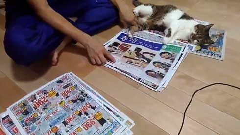 猫 かまってちゃん 新聞 邪魔 好き