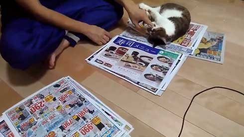 猫 かまってちゃん 新聞 邪魔 好き