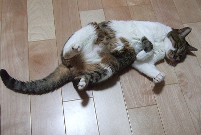 猫 かまってちゃん 新聞 邪魔 好き