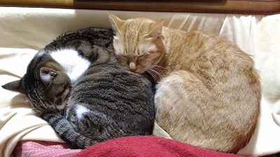 猫 かまってちゃん 新聞 邪魔 好き