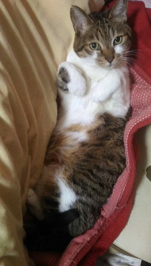 猫 かまってちゃん 新聞 邪魔 好き