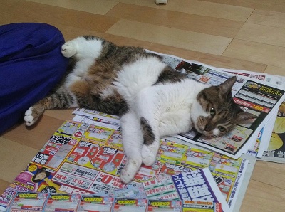 猫 かまってちゃん 新聞 邪魔 好き