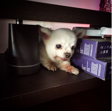 GACKT 家族 ペット ライザー アンジー ドルチェ エネル 愛犬