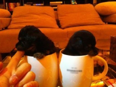 GACKT 家族 ペット ライザー アンジー ドルチェ エネル 愛犬