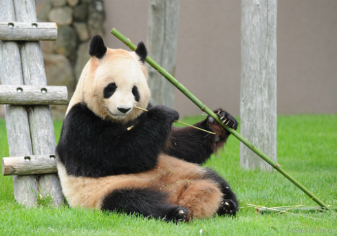 アドベンチャーワールド パンダ