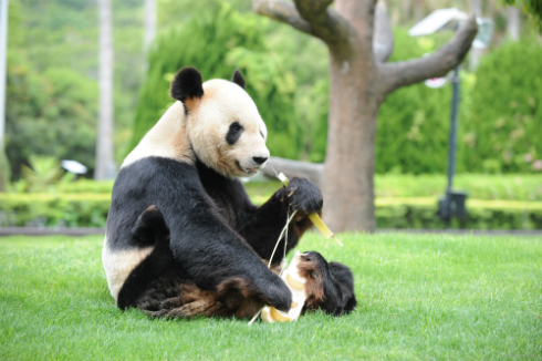 アドベンチャーワールド パンダ