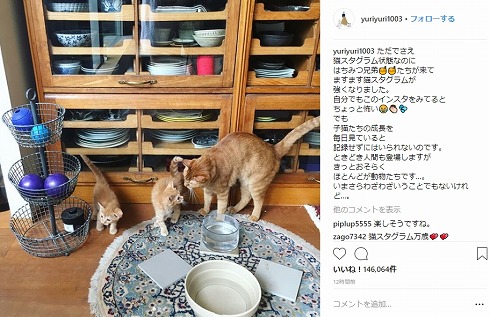 石田ゆり子 はっち みっつ はちみつ兄弟 猫 Instagram 子猫