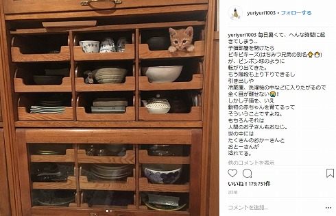 石田ゆり子 はっち みっつ はちみつ兄弟 猫 Instagram 子猫