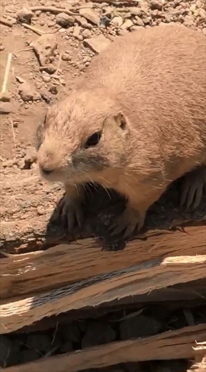 エサをねだるプレーリードッグ