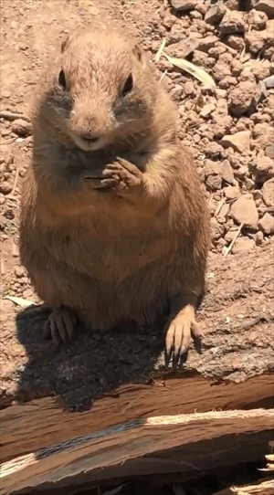 エサをねだるプレーリードッグ