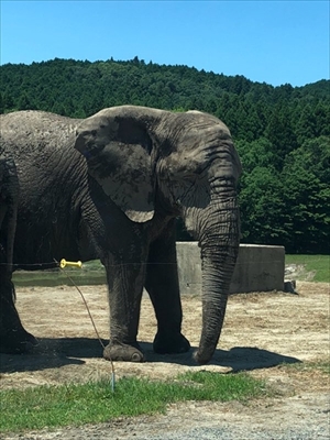 エサをねだるプレーリードッグ