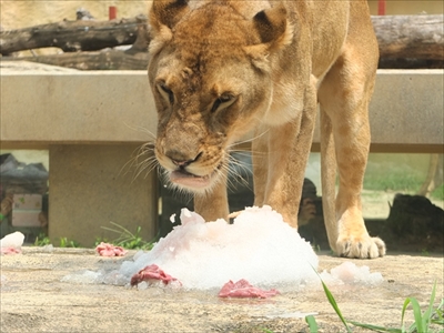 東武動物公園氷イベント