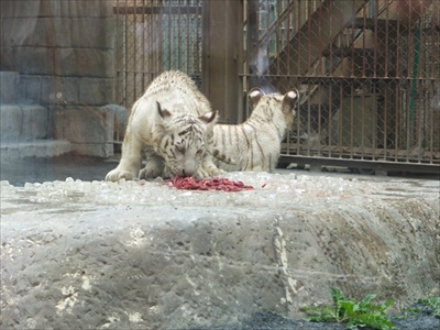 東武動物公園氷イベント