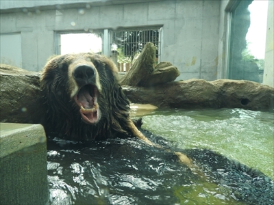 東武動物公園氷イベント