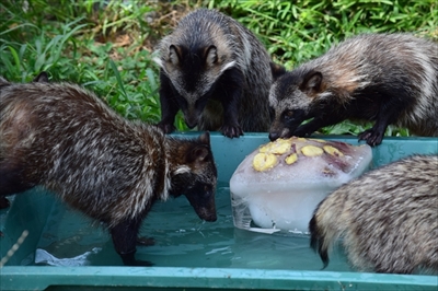 東武動物公園氷イベント