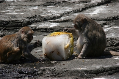 東武動物公園氷イベント