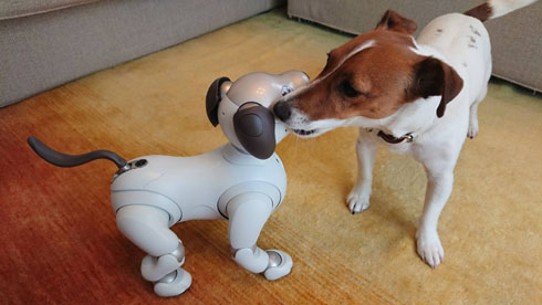 aibo