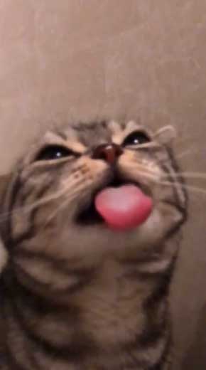 シャワー 水 飲む 下手 猫 スロー