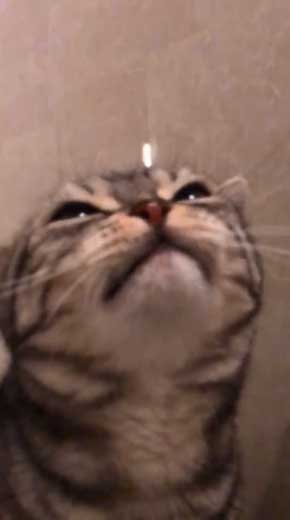 シャワー 水 飲む 下手 猫 スロー