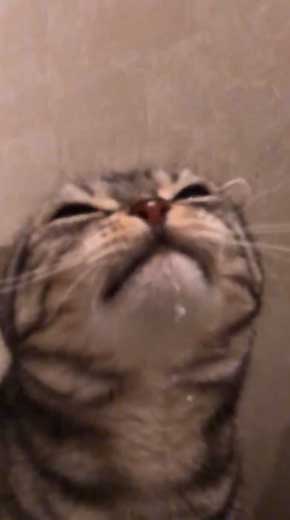 シャワー 水 飲む 下手 猫 スロー