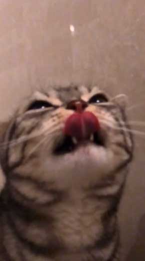 シャワー 水 飲む 下手 猫 スロー