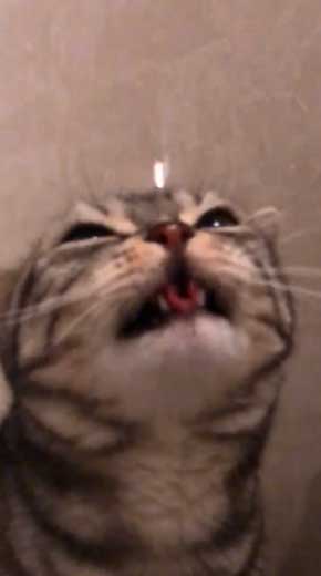 シャワー 水 飲む 下手 猫 スロー