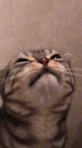 シャワー 水 飲む 下手 猫 スロー