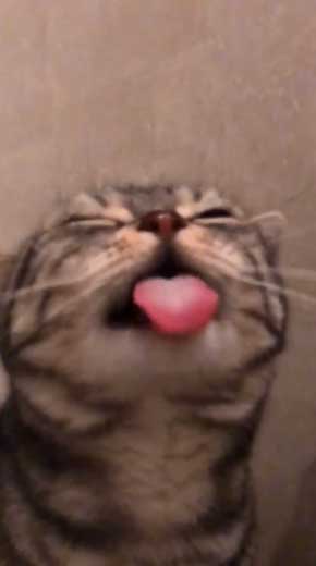 シャワー 水 飲む 下手 猫 スロー