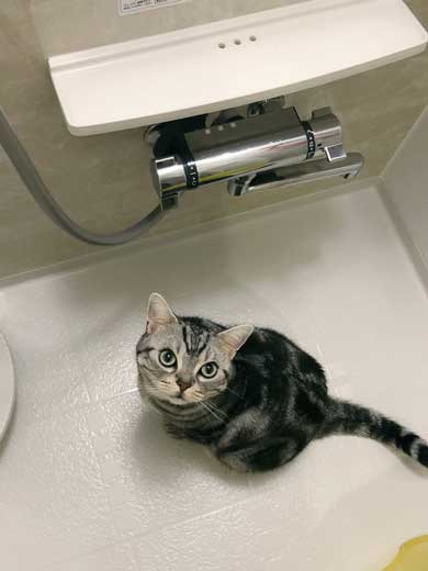 シャワー 水 飲む 下手 猫 スロー
