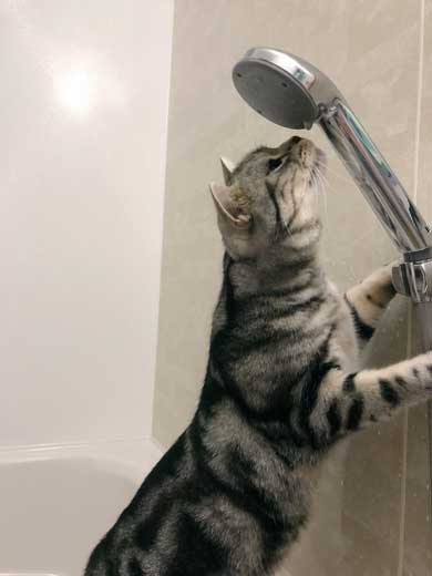 シャワー 水 飲む 下手 猫 スロー