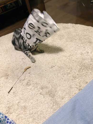 シャワー 水 飲む 下手 猫 スロー