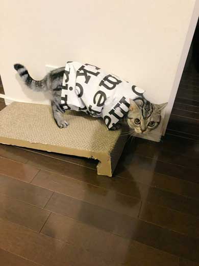 シャワー 水 飲む 下手 猫 スロー