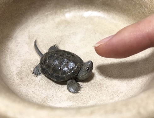 兎 デザフェス カメ