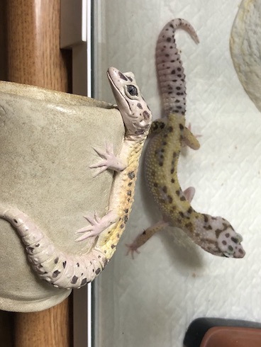 兎 デザフェス 動物モチーフ