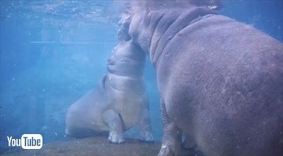 サンディエゴ動物園カバの赤ちゃん