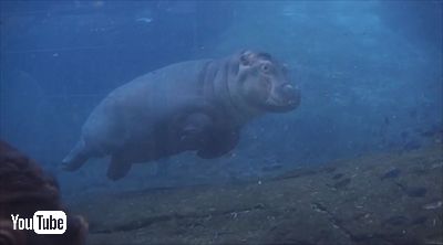 サンディエゴ動物園カバの赤ちゃん