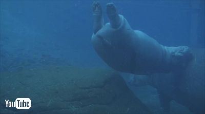 サンディエゴ動物園カバの赤ちゃん