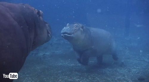 サンディエゴ動物園カバの赤ちゃん