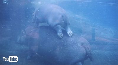 サンディエゴ動物園カバの赤ちゃん