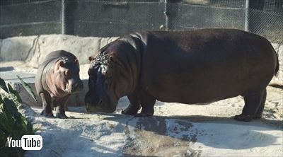 サンディエゴ動物園カバの赤ちゃん