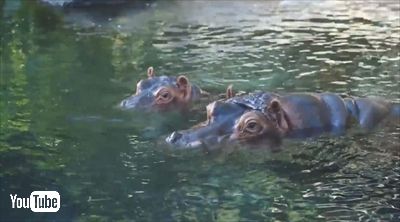 サンディエゴ動物園カバの赤ちゃん