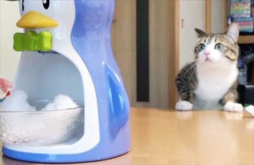 猫のすずめちゃん