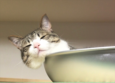 猫のすずめちゃん