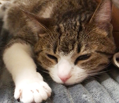 猫のすずめちゃん