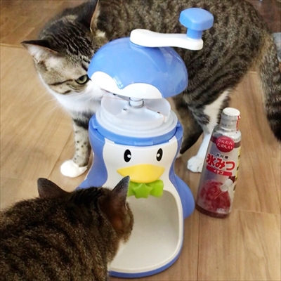 猫のすずめちゃん