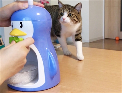 猫のすずめちゃん