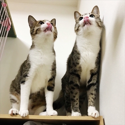 猫のすずめちゃん