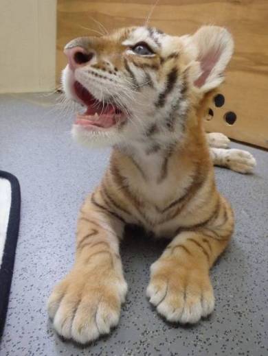 岩手サファリパーク リラちゃん