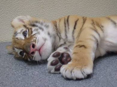 岩手サファリパーク リラちゃん